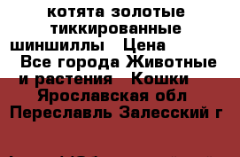 котята золотые тиккированные шиншиллы › Цена ­ 8 000 - Все города Животные и растения » Кошки   . Ярославская обл.,Переславль-Залесский г.